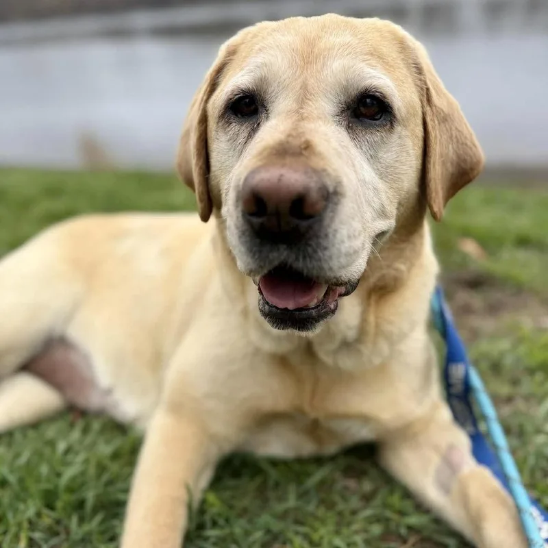 An adult large-sized female Labrador Retriever dog named Pearl for adoption in Groveland, MA
