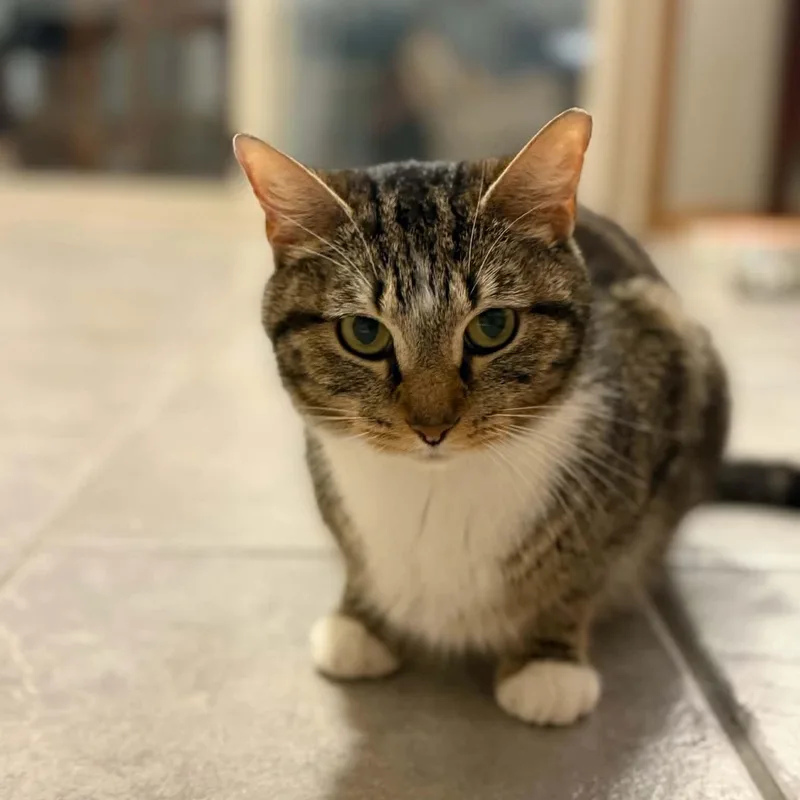 An adult medium-sized female Tabby (Brown / Chocolate) Domestic Short Hair cat named Kimchi for adoption in Martinsville, IN