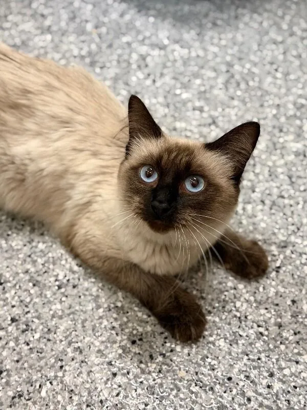 A young medium-sized female Domestic Long Hair cat named Oogie for adoption in Fruit Heights, UT