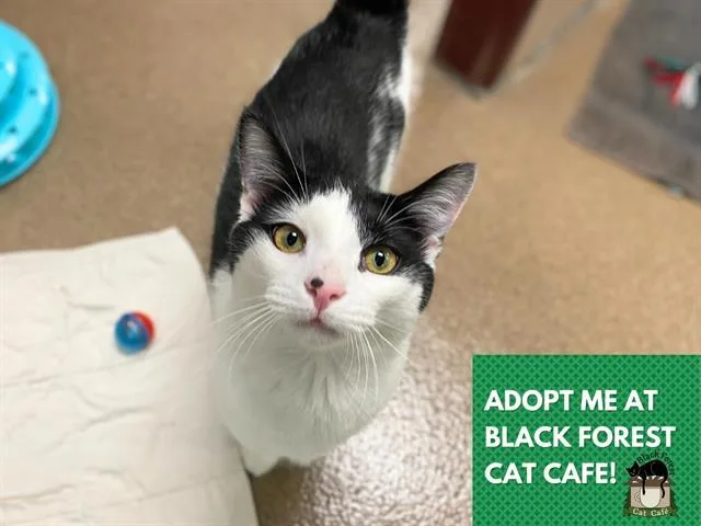 A young medium-sized male Domestic Short Hair cat named Russ for adoption in Fort Wayne, IN