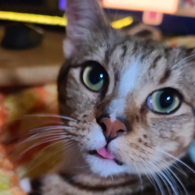 Mr. Peppy  Athens thumbnail 2