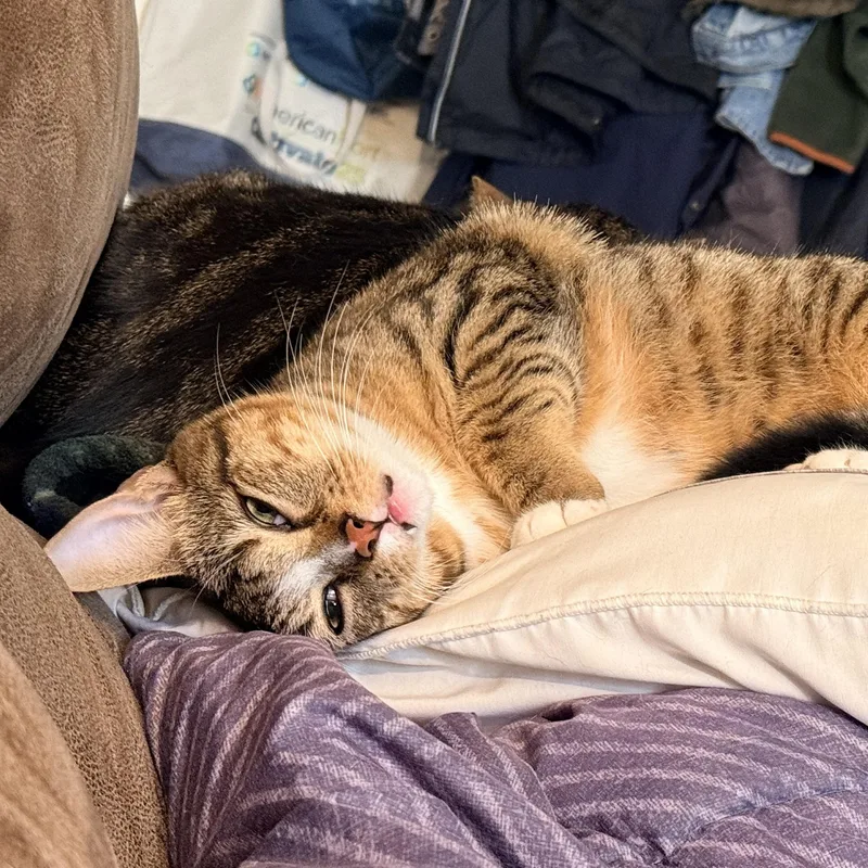 Mr. Peppy  Athens thumbnail 3