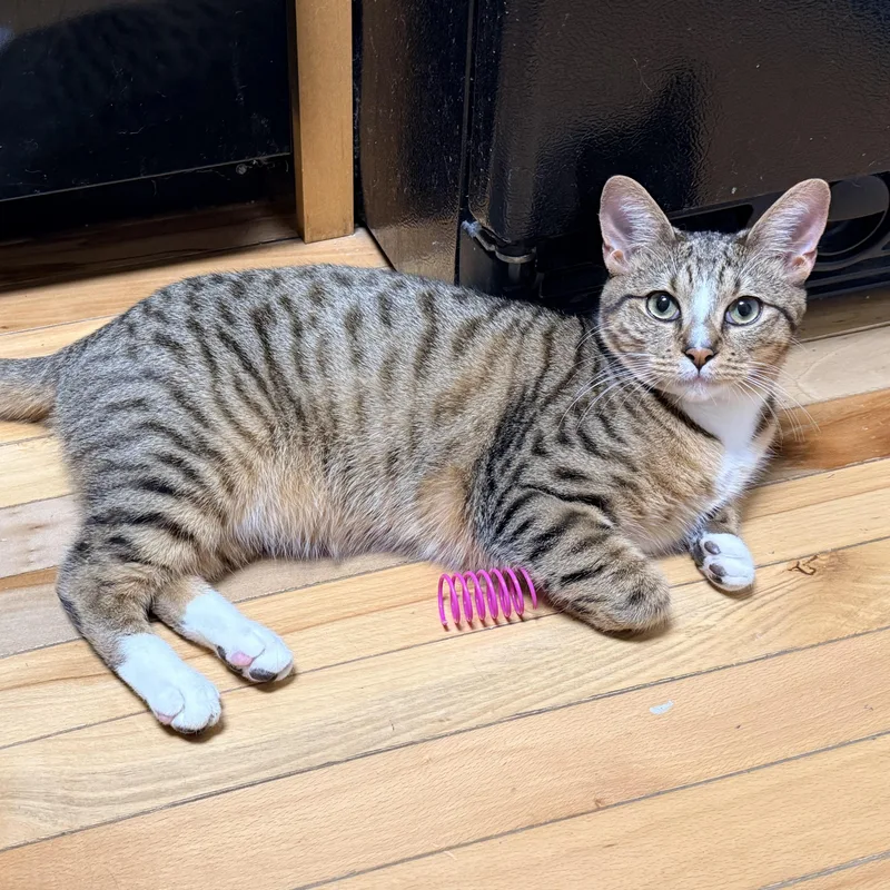 Mr. Peppy  Athens thumbnail 4