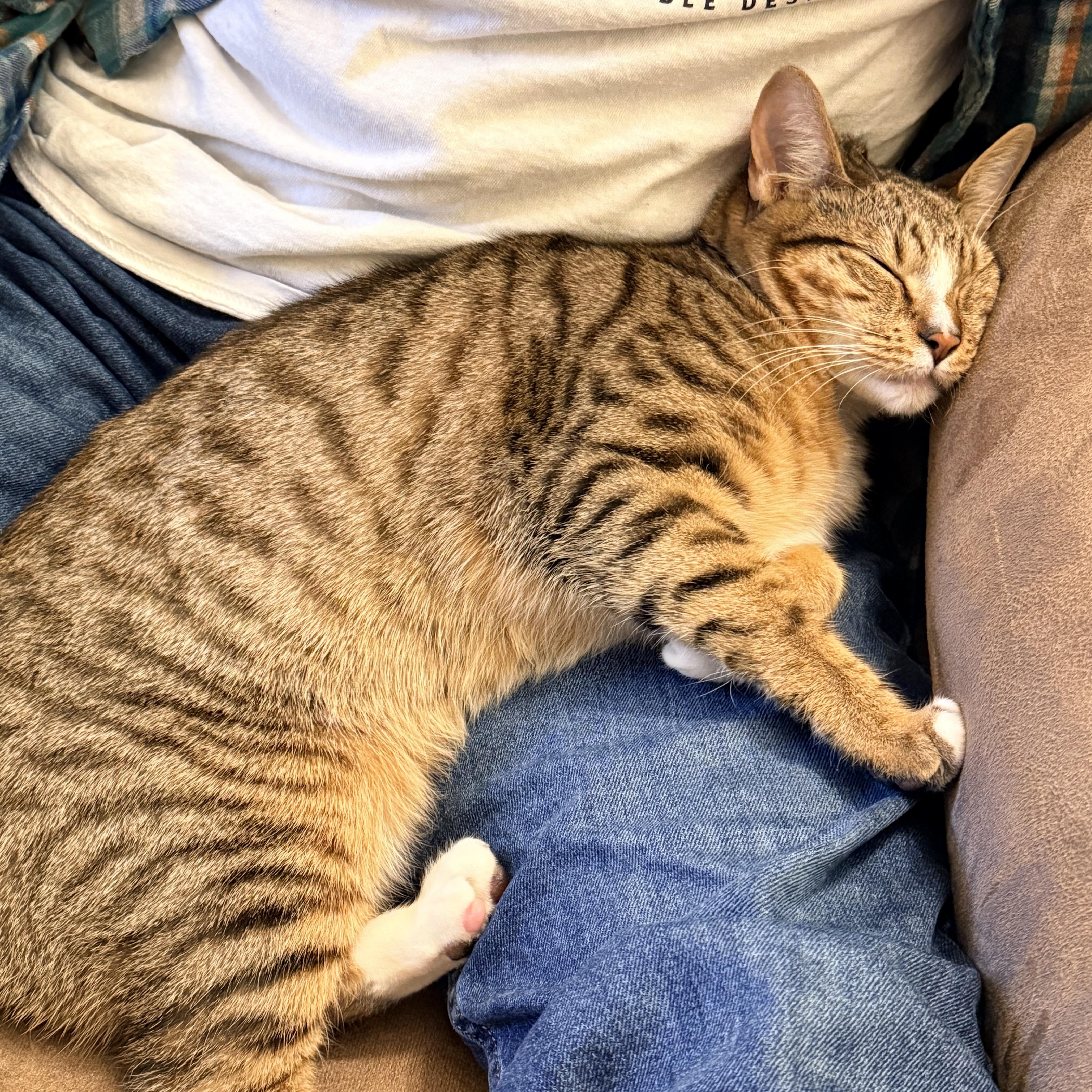 Mr. Peppy  Athens thumbnail 5