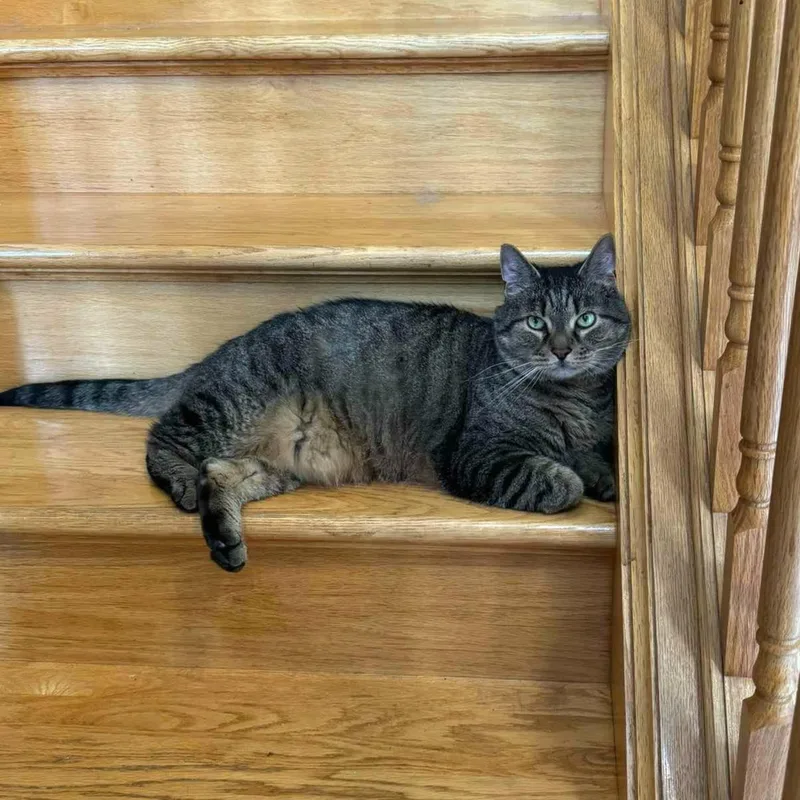 An adult medium-sized male Tabby (Brown / Chocolate) Domestic Short Hair cat named Bango for adoption in Mayfield, NY