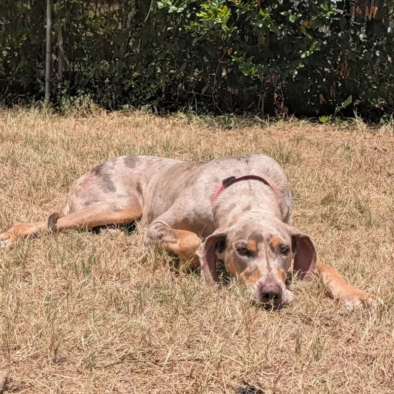 An adult extra large-sized female Great Dane dog named Ivory for adoption in Bullard, TX