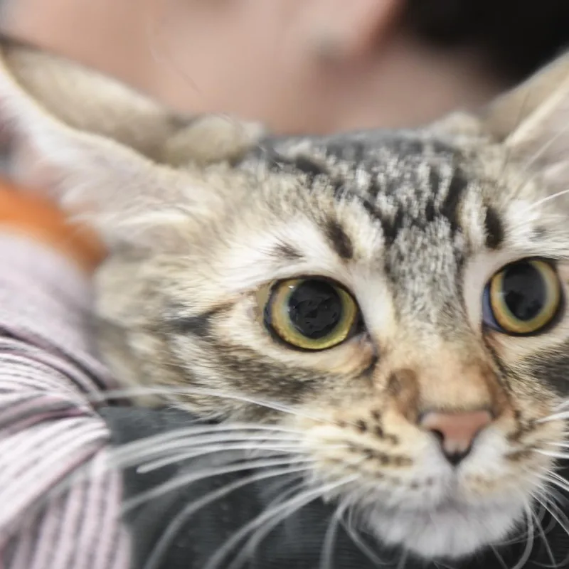 A young medium-sized female Brown / Chocolate Domestic Short Hair cat named Wobble for adoption in Redwood City, CA