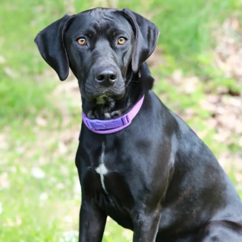 A young medium-sized female Black Labrador Retriever dog named Ct Tad for adoption in Stormville, NY
