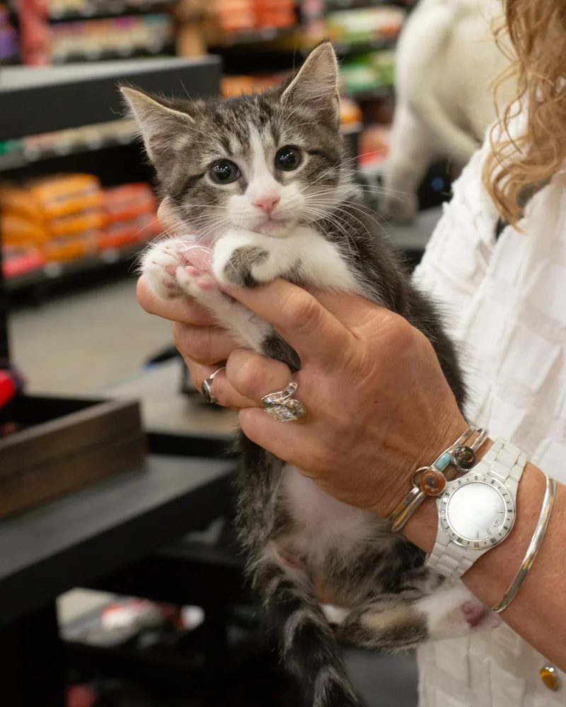 A baby small-sized female Domestic Short Hair cat named Olivia for adoption in Elk Grove, CA