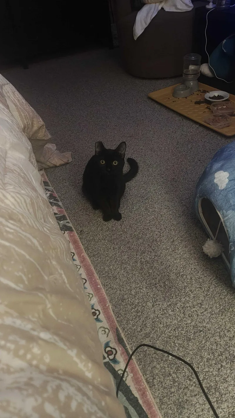 A baby medium-sized female Black Domestic Short Hair cat named Dante and Zev for adoption in Seattle, WA