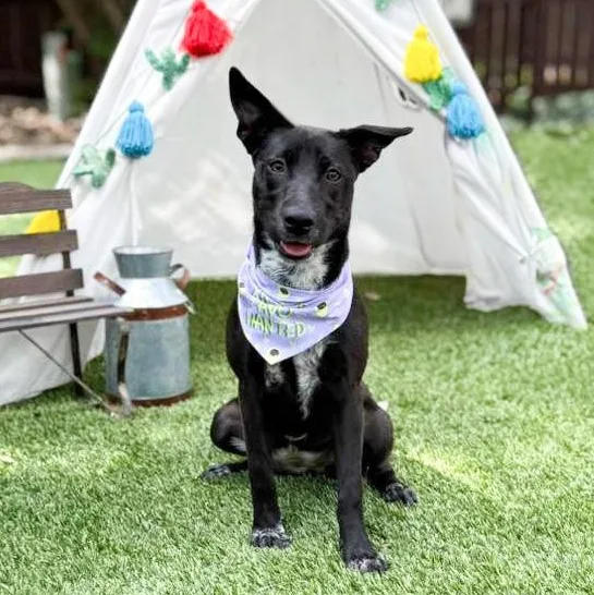 A young medium-sized female Black Australian Cattle Dog / Blue Heeler dog named Lovey for adoption in Southport, CT
