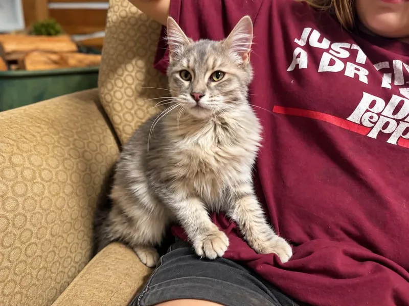 A baby small-sized female Dilute Calico cat named Opal for adoption in Gladstone, OR
