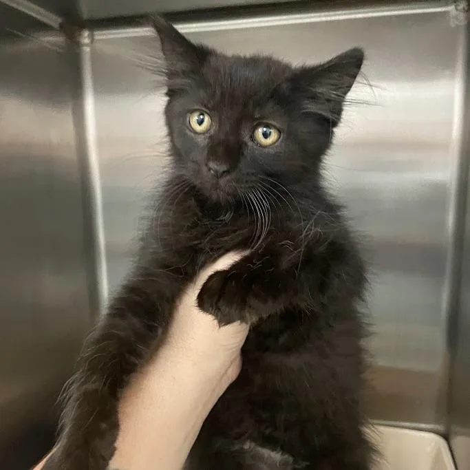A baby small-sized male Domestic Long Hair cat named C for adoption in Port Charlotte, FL