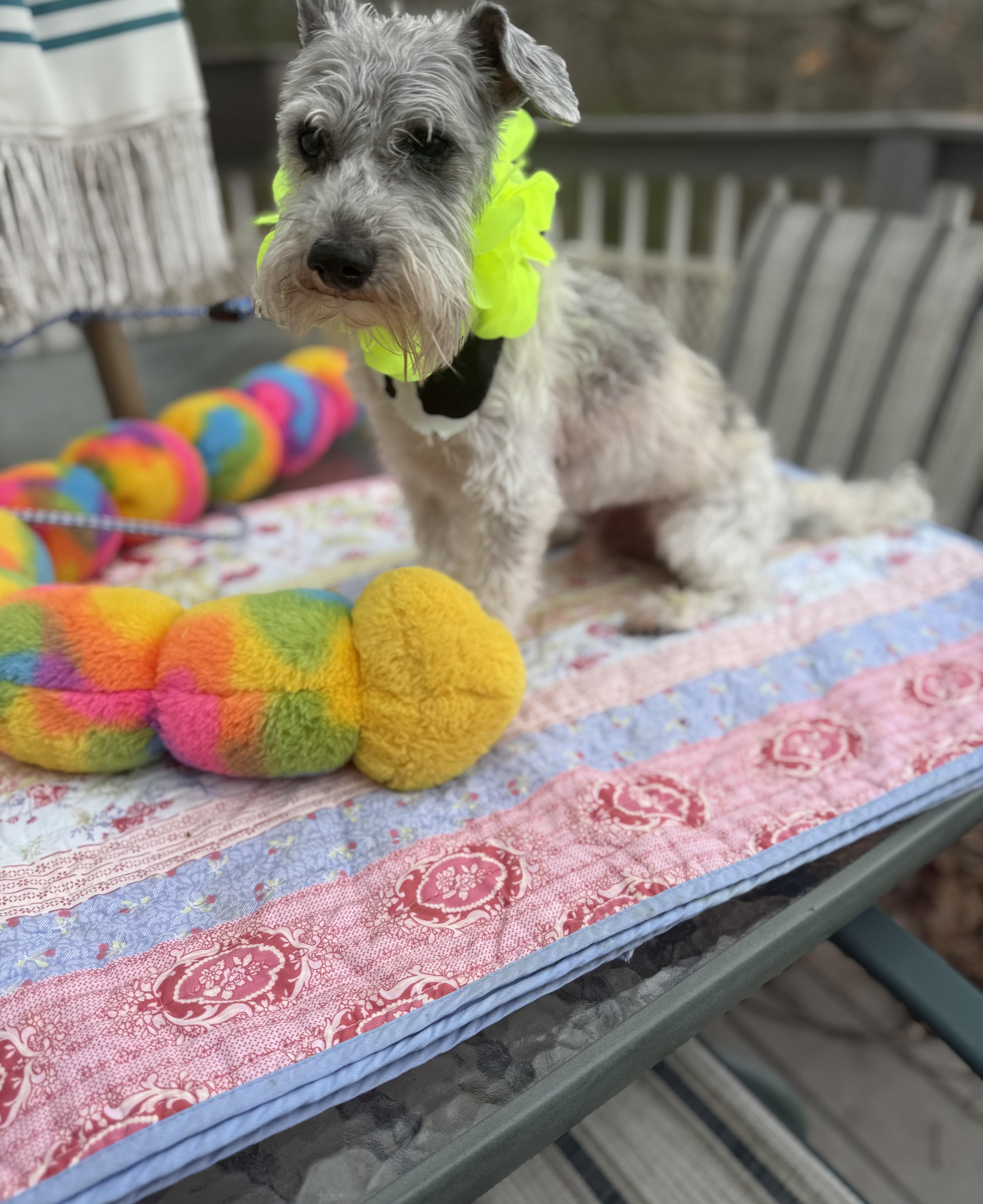 An adult small-sized male Gray / Blue / Silver Miniature Schnauzer dog named Riley for adoption in White Lake, MI