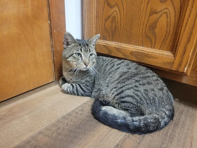 An adult large-sized male Brown / Chocolate Domestic Short Hair cat named Charlie for adoption in Lorain, OH