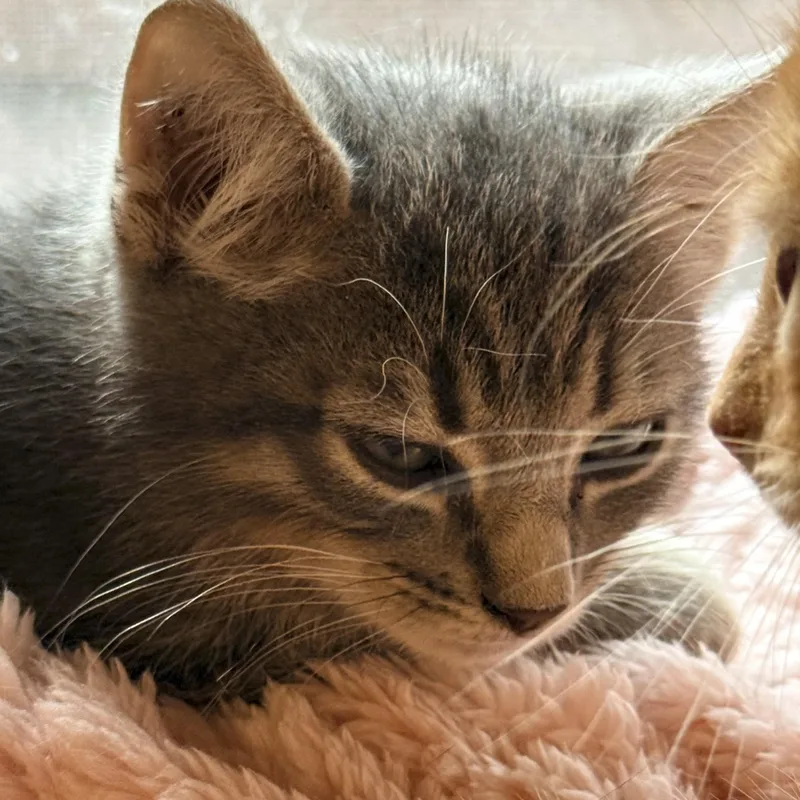 Lily thumbnail 6