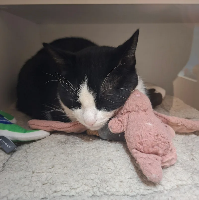 An adult medium-sized male Black & White / Tuxedo Domestic Short Hair cat named Mellow for adoption in Wallingford, CT
