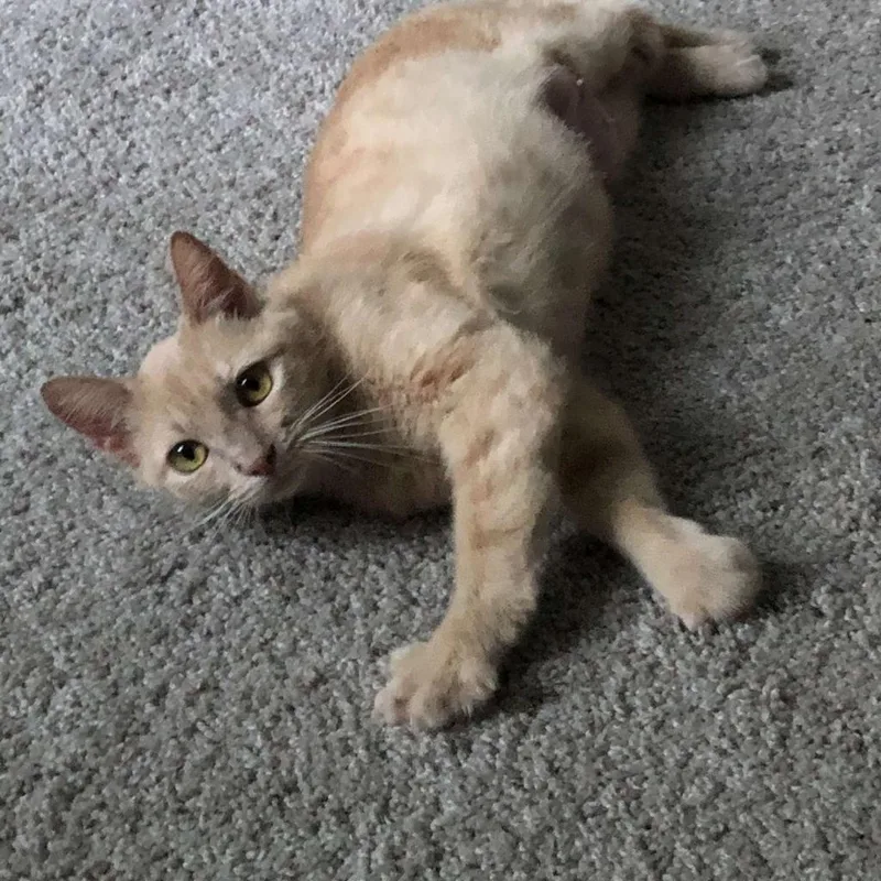 An adult small-sized female Domestic Short Hair cat named Ariel for adoption in Nashville, GA