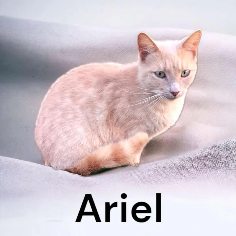 Ariel thumbnail 2
