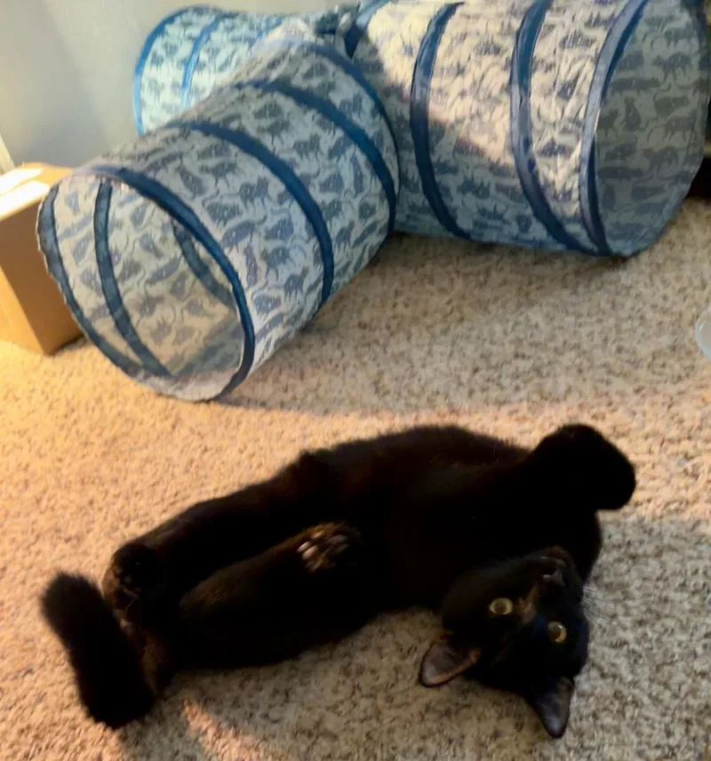 A baby small-sized male Black Domestic Short Hair cat named Pepper for adoption in Galloway, NJ