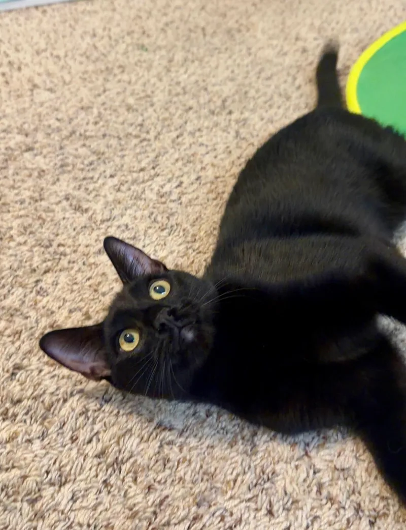 Pepper thumbnail 3