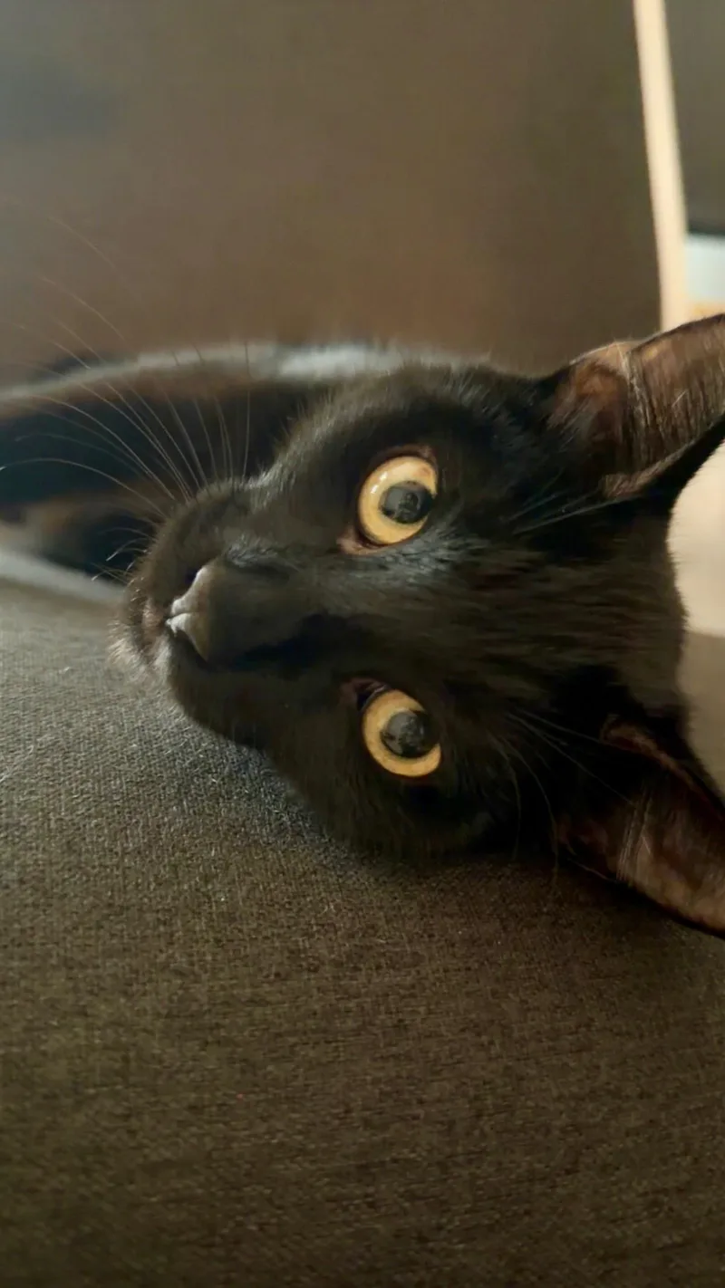 Pepper thumbnail 4