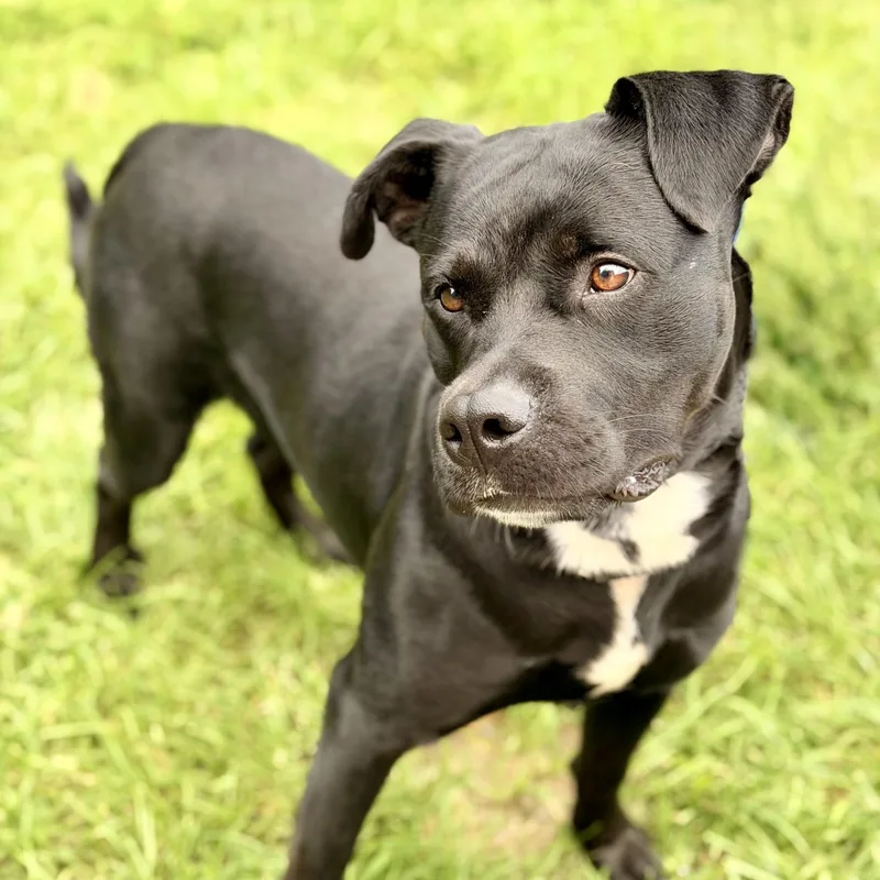 An adult large-sized male Pit Bull Terrier dog named Expo for adoption in Manahawkin, NJ