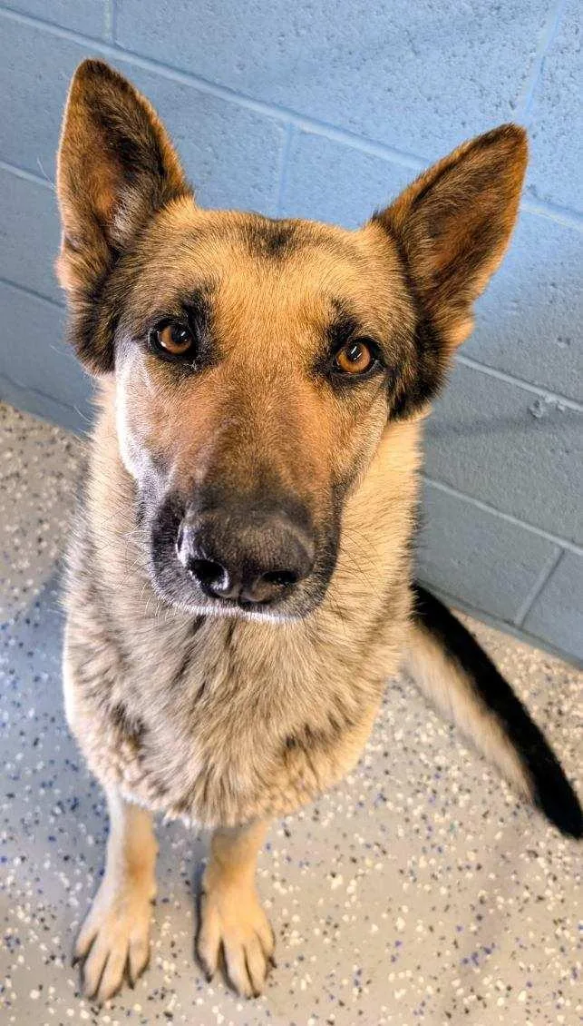 A young large-sized male German Shepherd Dog dog named Graham for adoption in Benson, AZ