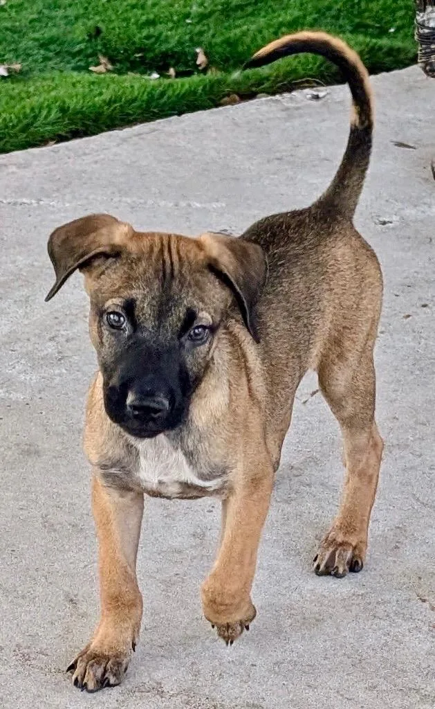 A baby medium-sized male Black Mouth Cur dog named Ravi Mo Puppy! for adoption in Fort Myers, FL