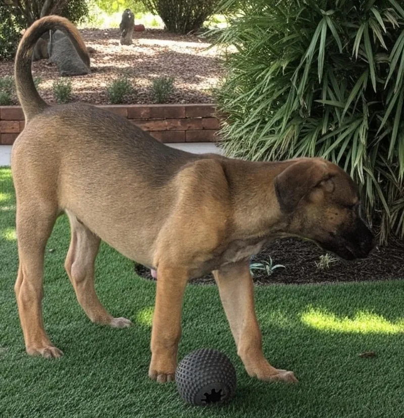 Ravi Mo Puppy! thumbnail 2