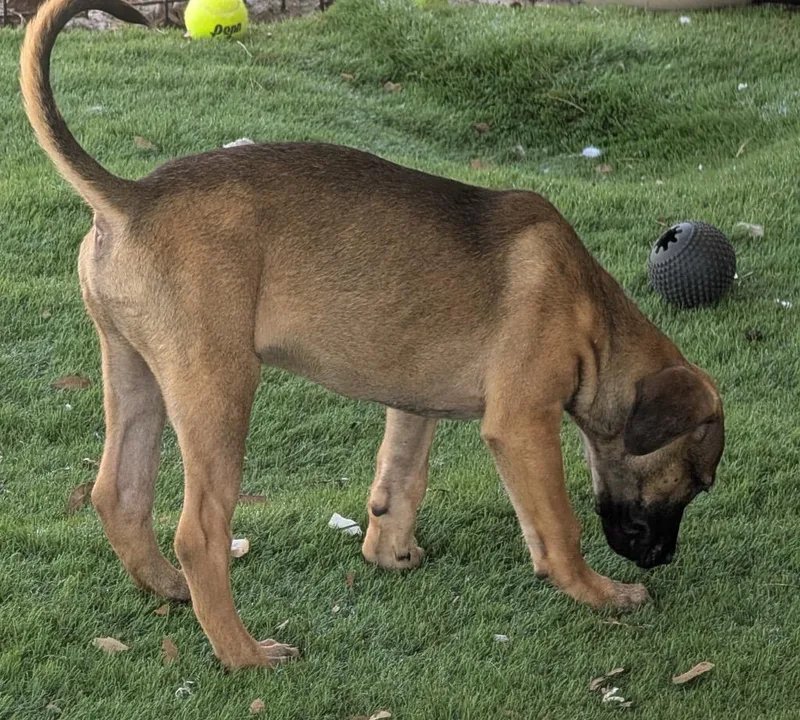 Ravi Mo Puppy! thumbnail 3