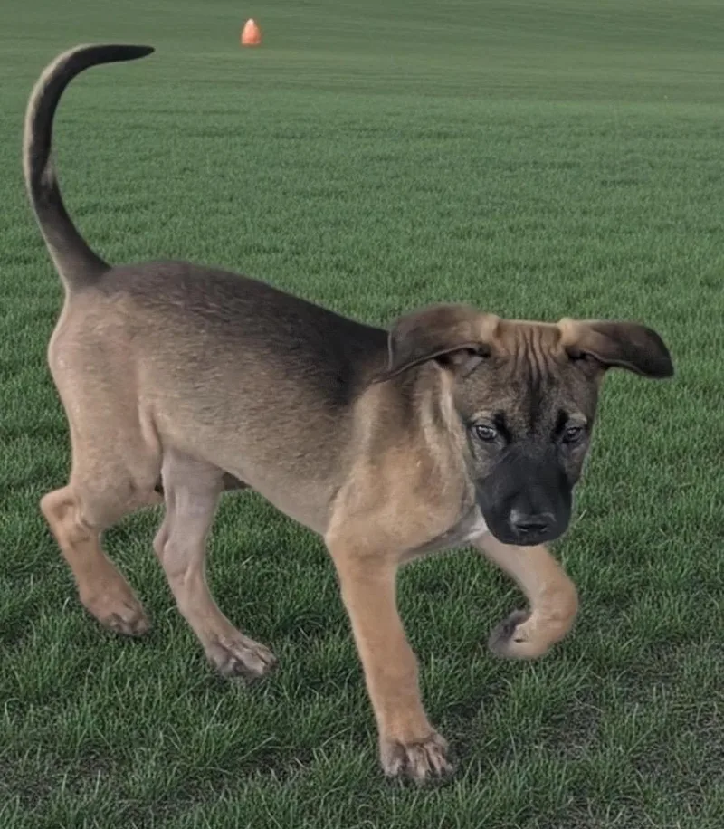 Ravi Mo Puppy! thumbnail 4