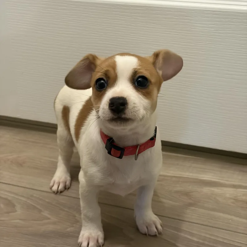 A baby small-sized female Chihuahua dog named Lexi for adoption in atlanta, GA