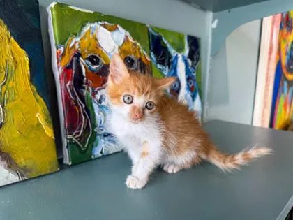 A baby small-sized male Domestic Short Hair cat named Cashmere for adoption in San Antonio, TX