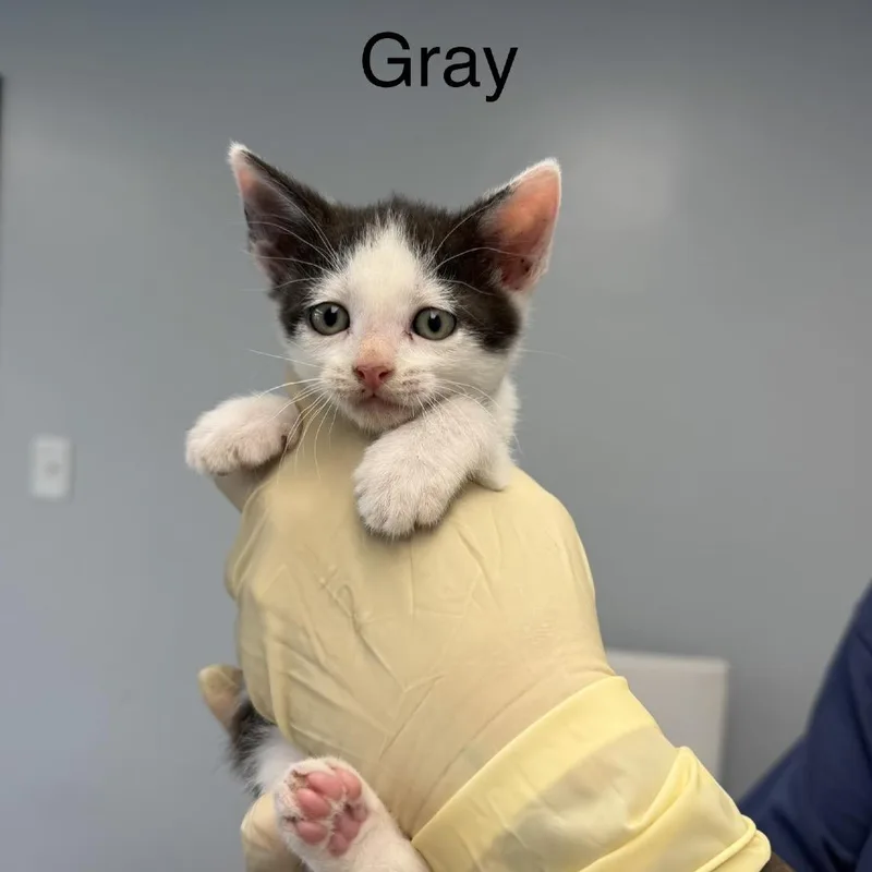 A baby small-sized male White Domestic Short Hair cat named Monstera for adoption in Watertown, NY