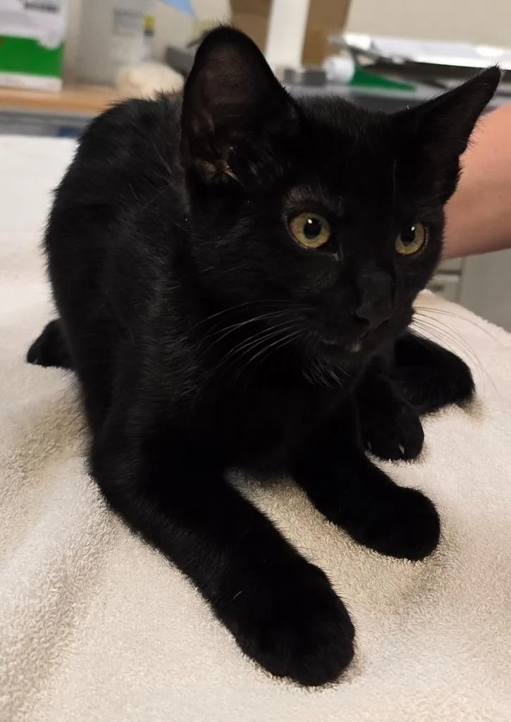 A baby small-sized male Domestic Short Hair cat named Jazz for adoption in Murphysboro, IL