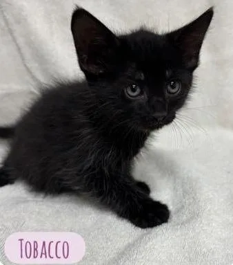 A baby medium-sized male Black Domestic Short Hair cat named Tobacco for adoption in Parma, OH