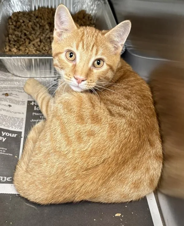 A baby small-sized male Domestic Short Hair cat named If c Nilo for adoption in Lawrenceville, GA