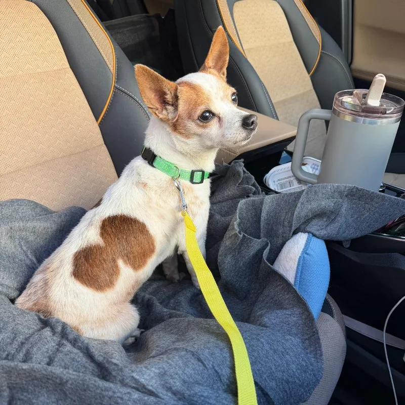 A senior small-sized male Chihuahua dog named Marty for adoption in Lauderhill, FL