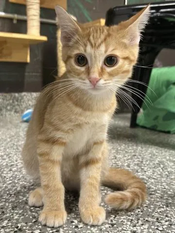 A baby small-sized male Domestic Short Hair cat named Tigger for adoption in Clinton Township, MI