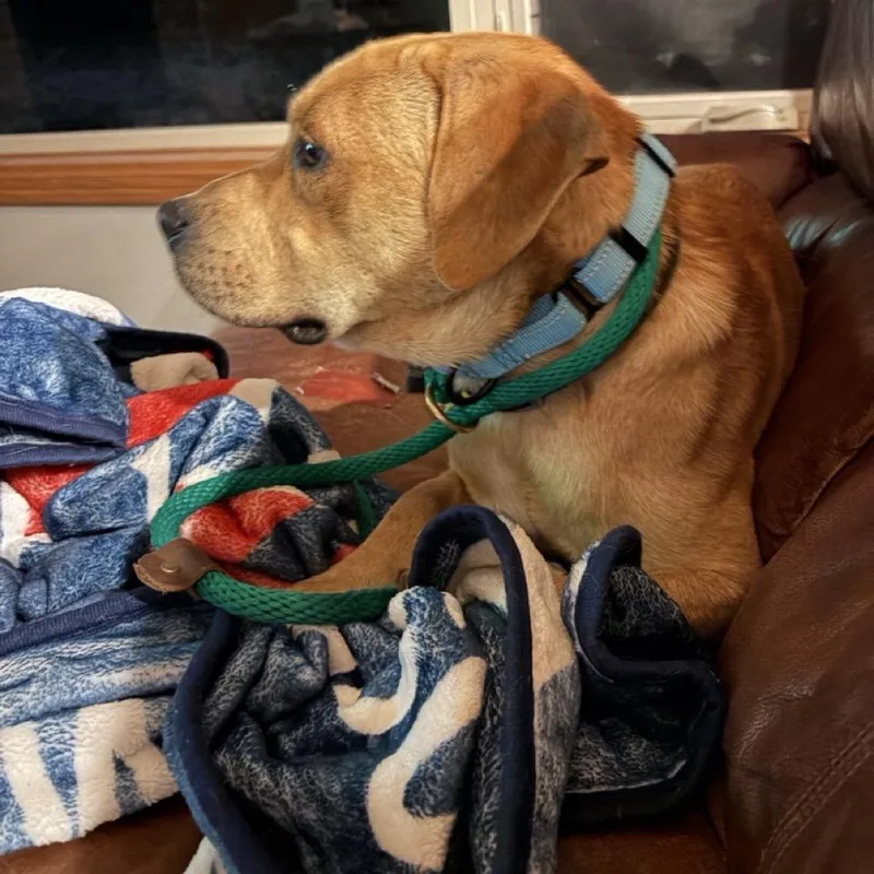 An adult medium-sized male Yellow / Tan / Blond / Fawn Mixed Breed dog named Nos for adoption in Buffalo, MN