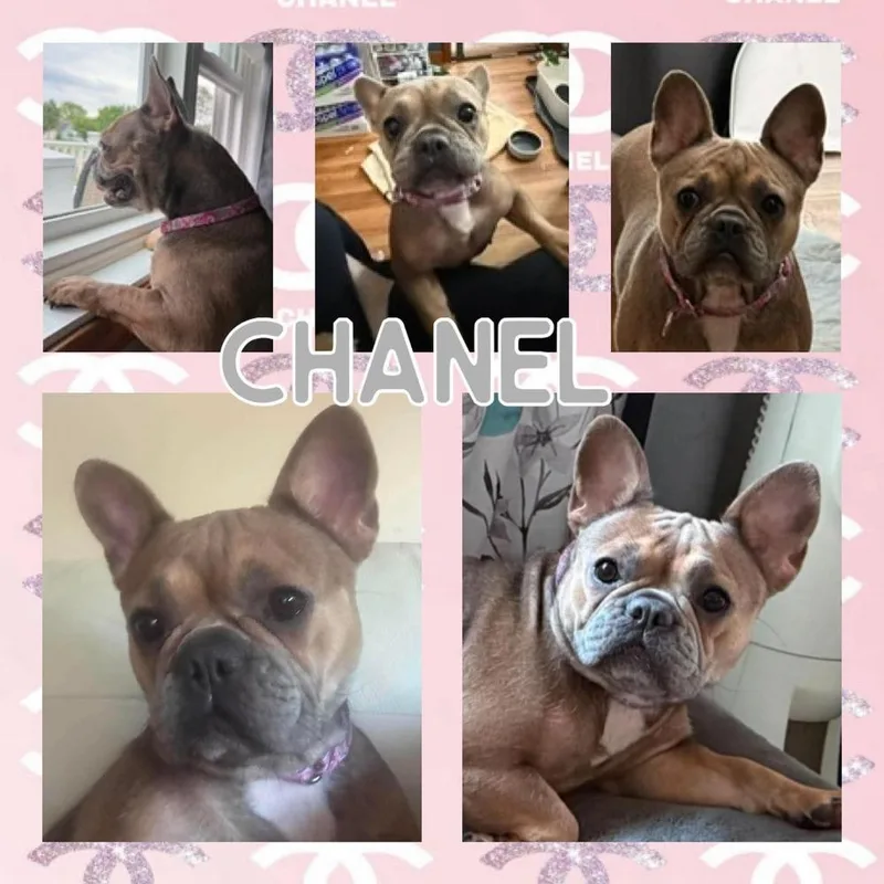An adult medium-sized female French Bulldog dog named Chanel for adoption in Amherst, NY
