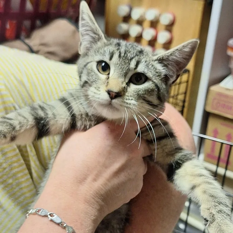A baby small-sized female Brown / Chocolate Domestic Short Hair cat named Padme for adoption in Grantsville, UT
