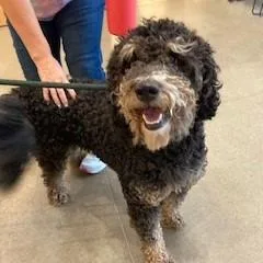 An adult medium-sized male Black Poodle dog named Bruno for adoption in York, PA