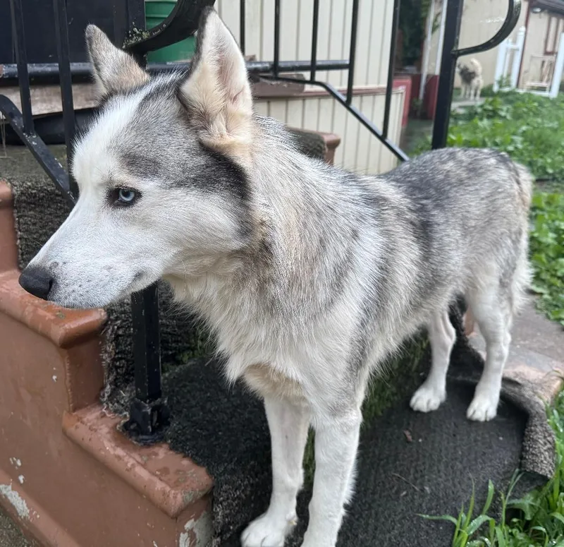 An adult large-sized male Siberian Husky dog named Denver for adoption in East Brunswick, NJ
