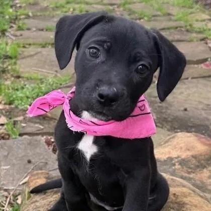 A young medium-sized female Black German Shepherd Dog dog named Saylor for adoption in Houston, TX