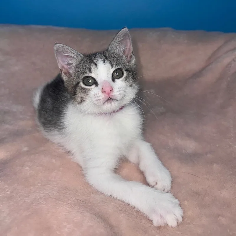 A baby small-sized female White Domestic Short Hair cat named Tawny for adoption in San Antonio, TX