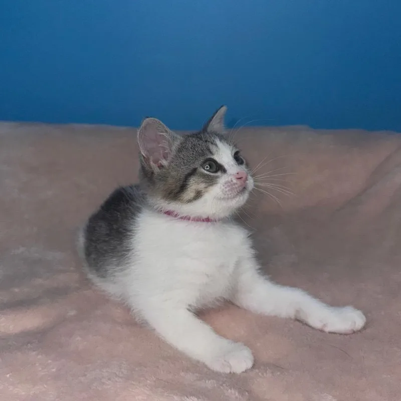 Tawny thumbnail 4