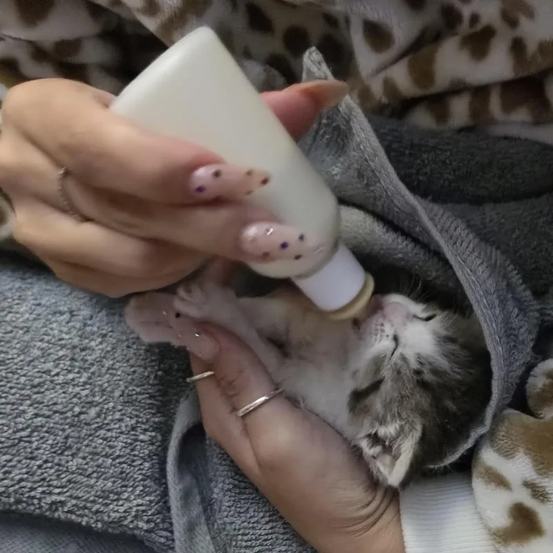 Tawny thumbnail 5