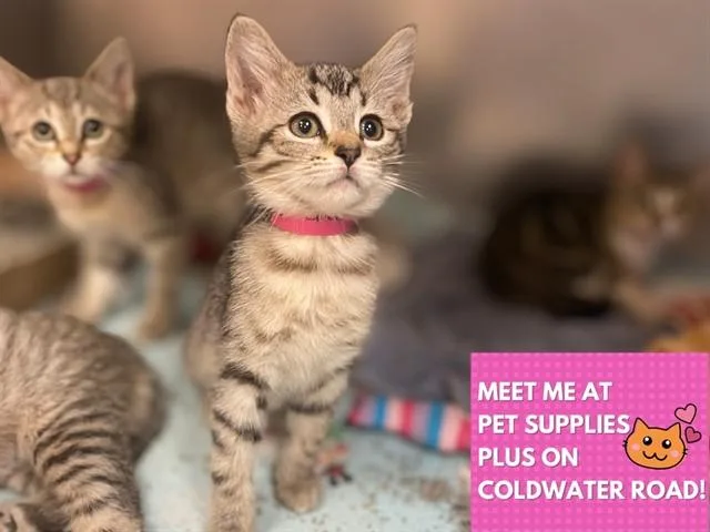A baby small-sized female Domestic Short Hair cat named Gretchen for adoption in Fort Wayne, IN